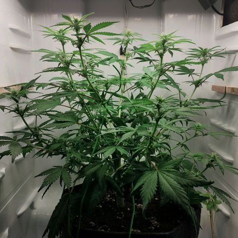 Quick One growlog timeline photo