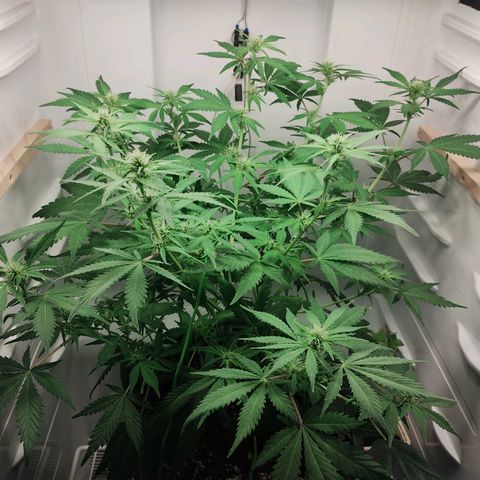 Quick One growlog timeline photo