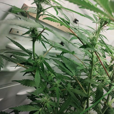 Quick One growlog timeline photo