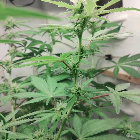 Quick One growlog timeline photo