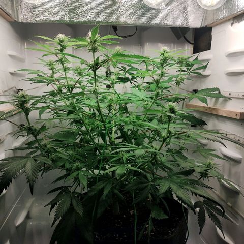 Quick One growlog timeline photo