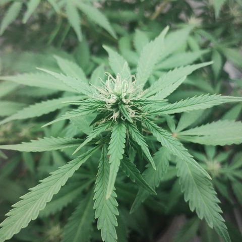 Quick One growlog timeline photo
