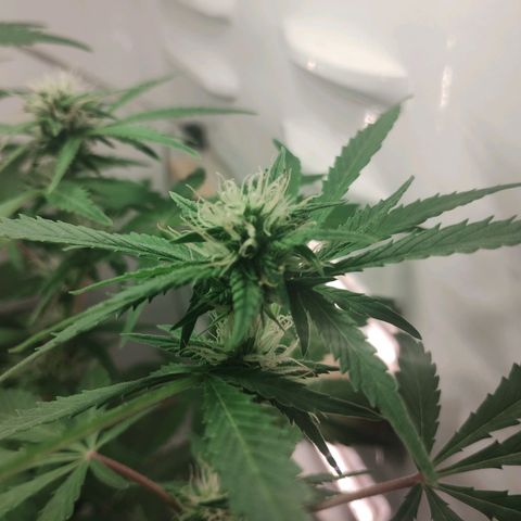 Quick One growlog timeline photo