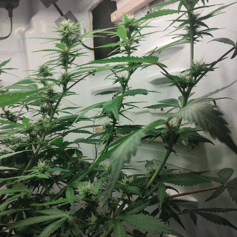 Quick One growlog timeline photo