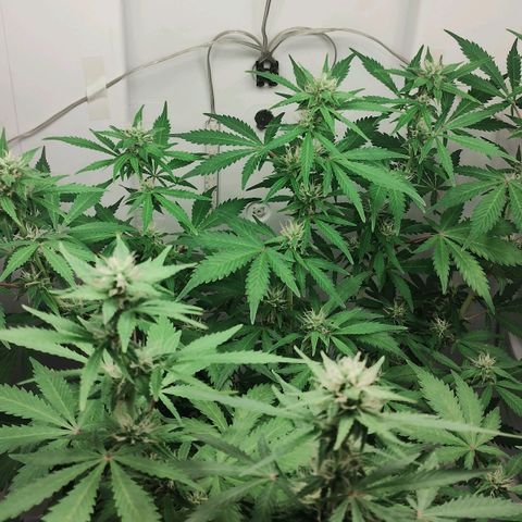 Quick One growlog timeline photo