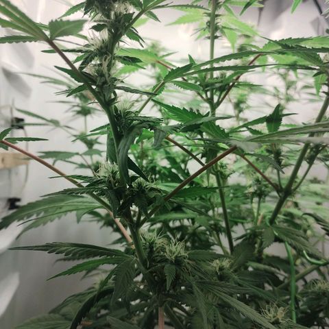 Quick One growlog timeline photo