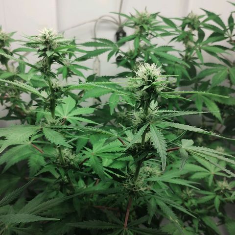 Quick One growlog timeline photo