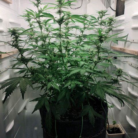 Quick One growlog timeline photo