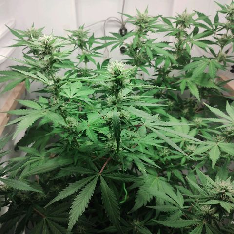 Quick One growlog timeline photo
