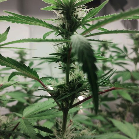 Quick One growlog timeline photo