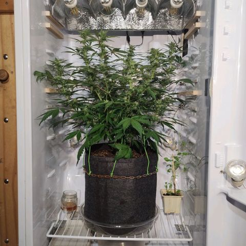 Quick One growlog timeline photo