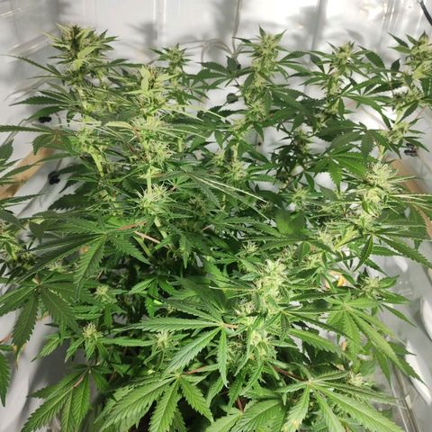 Quick One growlog timeline photo