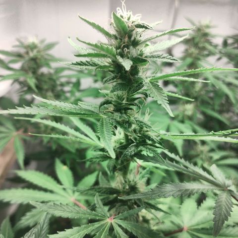 Quick One growlog timeline photo