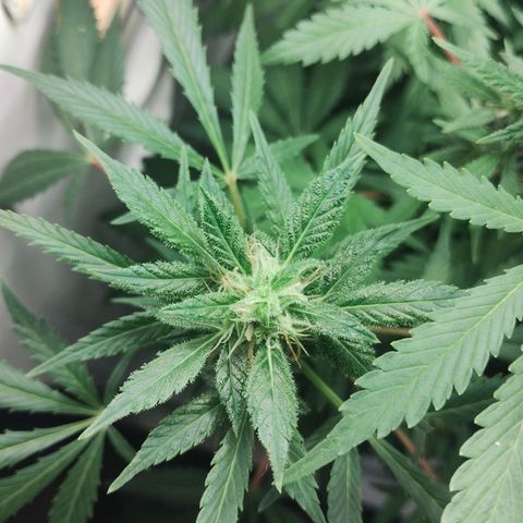 Quick One growlog timeline photo
