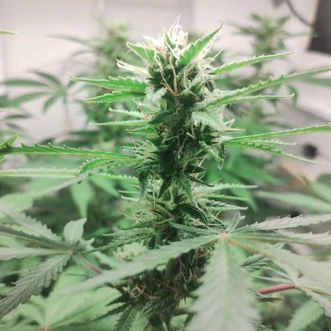 Quick One growlog timeline photo