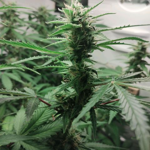Quick One growlog timeline photo