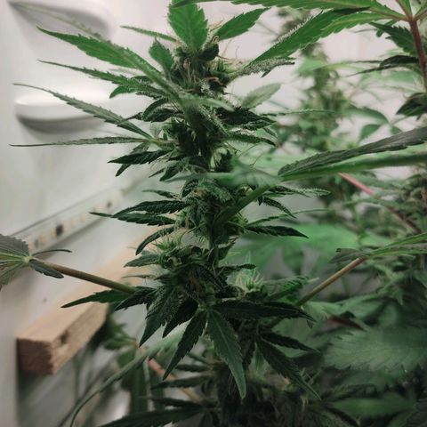 Quick One growlog timeline photo