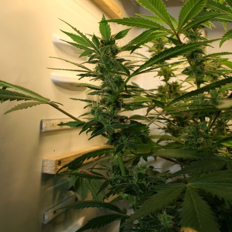 Quick One growlog timeline photo