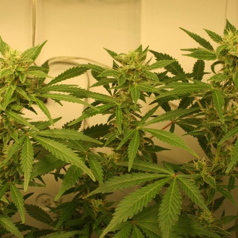 Quick One growlog timeline photo