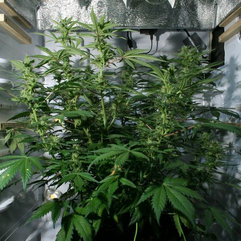Quick One growlog timeline photo