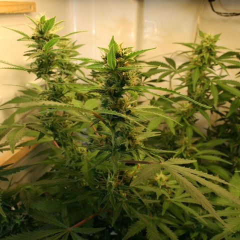 Quick One growlog timeline photo