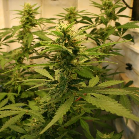 Quick One growlog timeline photo