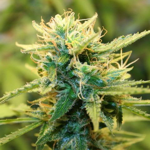 Quick One growlog timeline photo
