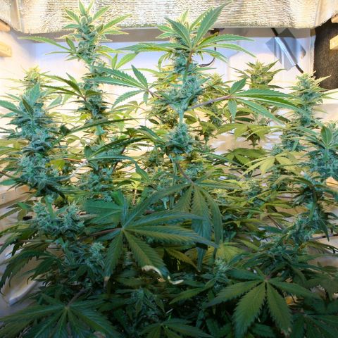 Quick One growlog timeline photo