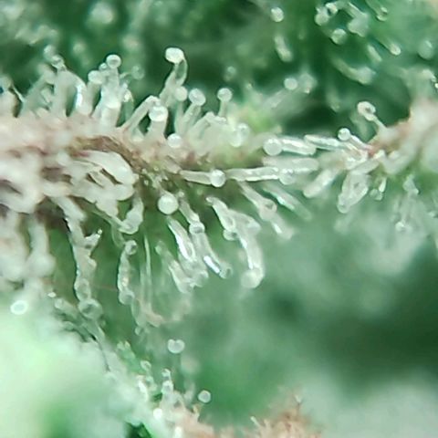 Quick One growlog timeline photo