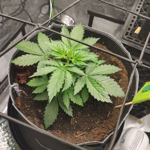 Davies Sour Tangerine growlog timeline photo
