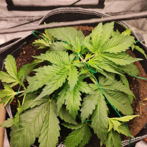 Davies Sour Tangerine growlog photo: Beginning lst