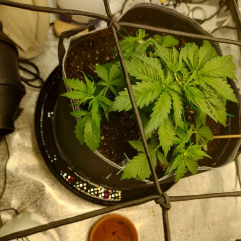 Davies Sour Tangerine growlog timeline photo
