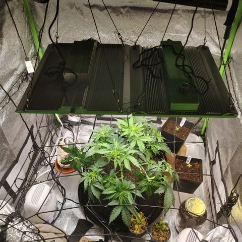 Davies Sour Tangerine growlog timeline photo
