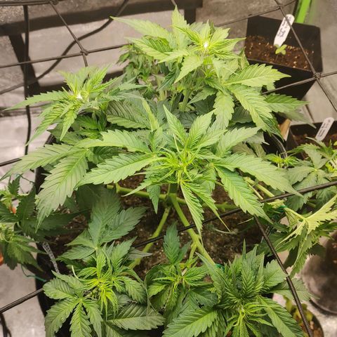 Davies Sour Tangerine growlog timeline photo