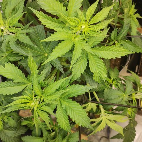 Davies Sour Tangerine growlog timeline photo