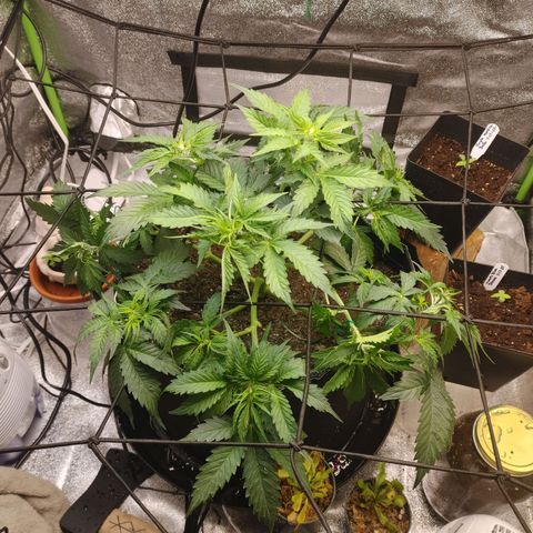 Davies Sour Tangerine growlog timeline photo