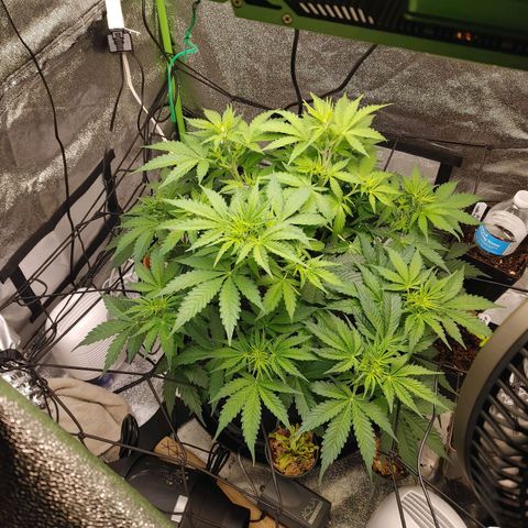 Davies Sour Tangerine growlog timeline photo