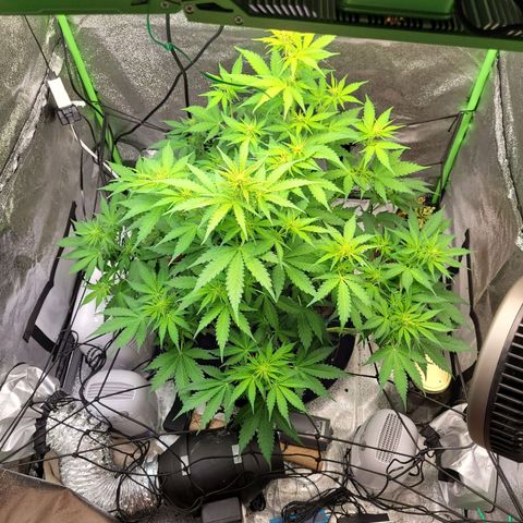 Davies Sour Tangerine growlog timeline photo