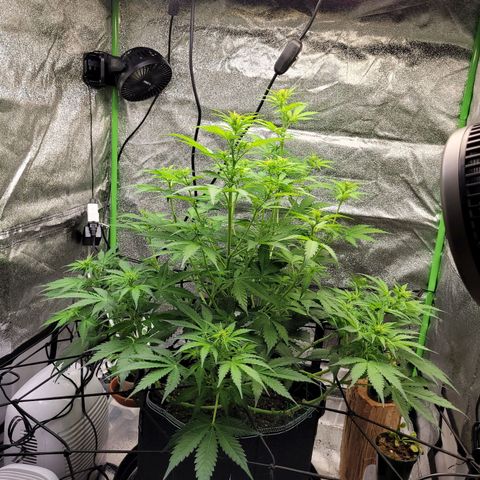 Davies Sour Tangerine growlog timeline photo