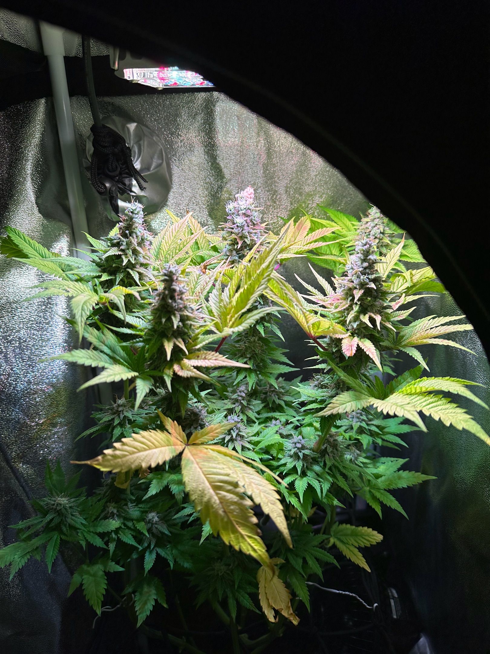 Special Kush #1 growlog header