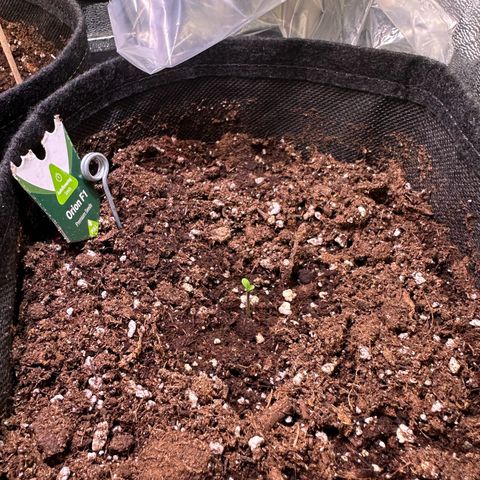 Orion F1 Automatic growlog photo