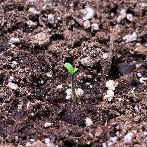 Orion F1 Automatic growlog photo