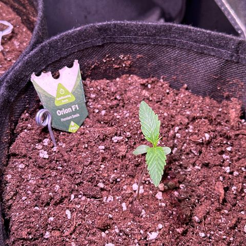 Orion F1 Automatic growlog photo