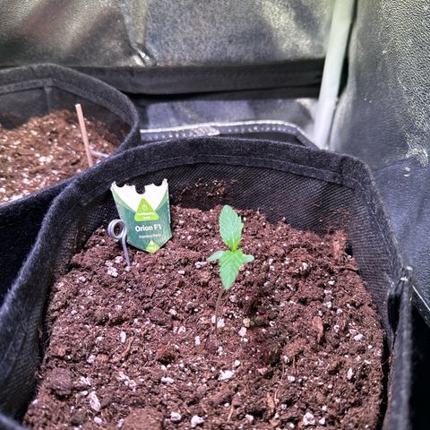 Orion F1 Automatic growlog photo