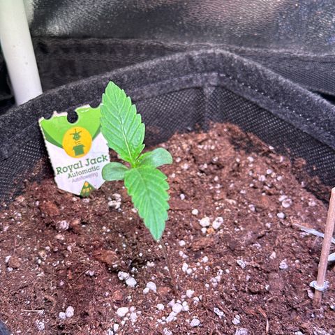 Royal Jack Auto growlog timeline photo
