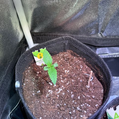 Royal Jack Auto growlog timeline photo