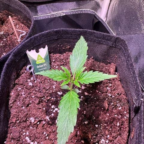 Orion F1 Automatic growlog timeline photo
