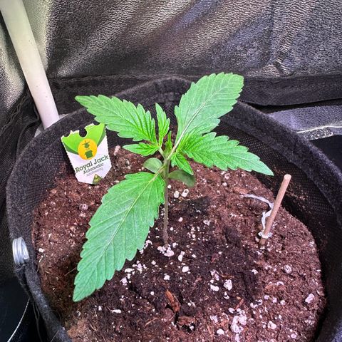 Royal Jack Auto growlog timeline photo