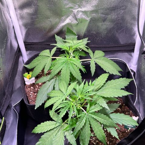 Orion F1 Automatic growlog timeline photo