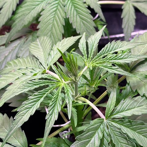 Orion F1 Automatic growlog timeline photo